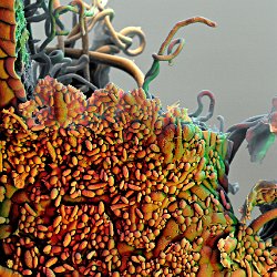 Raspberry  Bio-film Field-of-View: 186 x 261 micron : raspberry, leaf, plant, flower, bio-film: microbes