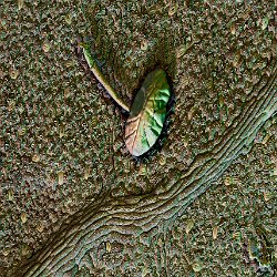 Hop  Leaf Field-of-View: 626 x 876 micron : hop, leaf, flower, plant