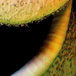 Tropical Pitcher Plant (Nepenthes alata)  Field-of-View: 3600 x 4850 micron : pitcher plant, tropical, plant, nepenthes alata