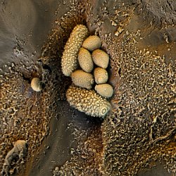 Indian Cress (Tropaelum majus)  Microbes Field-of-View: 28 x 28 micron : indian cress, tropaelum majus, plant, cress, leaf, microbes