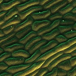 Ginkgo biloba  Ginkgo biloba leaf surface showing wax crystals. Field-of-View: 3020x3520 micron : plant, herb, botanical garden, wuerzburg, Ginkgo biloba