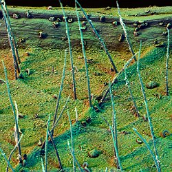 Macatanga acerfolia  Field-of-View: 1490 x 2087 micron : Macatanga acerfolia, plant, leaf