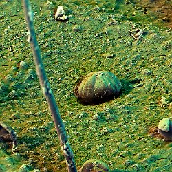 Macatanga acerfolia  Field-of-View: 373x522 micron : Macatanga acerfolia, plant, leaf