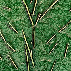 Soybean  Leaf Field-of-View: 1490x2087 micron : soy, bean, leaf, plant, trichomes, hair