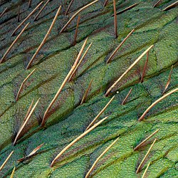 Soybean  Leaf Field-of-View: 1490x2087 micron : soy, bean, leaf, plant, trichomes, hair