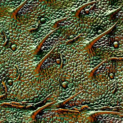 Stevia rebaudiana  Leaf Field-of-View: 1055 x 1477 micron : stevia, rebaudiana, leaf, sweet, stomata