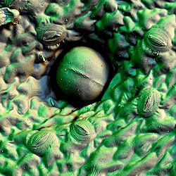 Stevia rebaudiana  Leaf Field-of-View: 156 x 219 micron : stevia, rebaudiana, leaf, sweet, stomata