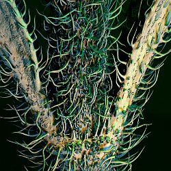 Stevia rebaudiana  Stem Field-of-View: 5022 x 7031 micron : stevia, rebaudiana, stem, sweet, stomata