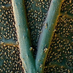 Sweet potato  Field-of-View: 1490x2087 micron : potato, sweet potato, sweet, leaf, underside, hyphen, microbes, starch