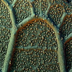 Sweet potato  Field-of-View: 1490x2087 micron : potato, sweet potato, sweet, leaf, underside, hyphen, microbes, starch