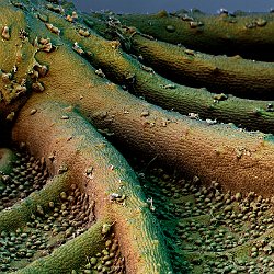 Sweet potato  Field-of-View: 1490x2087 micron : potato, sweet potato, sweet, leaf, underside, hyphen, microbes, starch