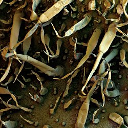 Virginian Tobacco  Leaf underside Field-of-View: 2511x3516 micron : tobacco, virginian tobacco, leaf, underside, plant