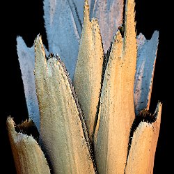 Wheat  Leaf, upperside Field-of-View: 5982x8375 micron : wheat, leaf, upperside