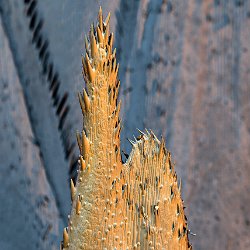 Wheat  Spelt leaf Field-of-View: 1252 x 1753 micron : wheat, leaf, spelt
