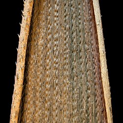 Wheat  Leaf, upperside Field-of-View: 2990 x 4187 micron : wheat, leaf, bottomside, wax cristals, wax