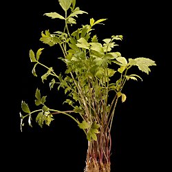 Lovage  Field-of-View: 240x360 millimter : plant, herb, botanical garden, wuerzburg, lovage, Levisticum officinale