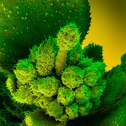 Costmary (Alecost Tanacetum  Flower heads. Field-of-View: 2209x1578 micron : plant, herb, botanical garden, wuerzburg, Costmary, Alecost Tanacetum