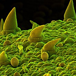 Costmary (Alecost Tanacetum)  Leaf, showing hairs and oil glands. Field-of-View: 147x220 micron : plant, herb, botanical garden, wuerzburg, Costmary, Alecost Tanacetum