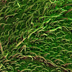 Sage leaf  Field-of-View: 936x1310 micron : plant, herb, botanical garden, wuerzburg, sage, Salvia officinalis