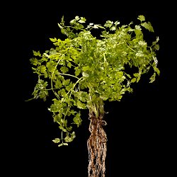 Parslay (Petroselinum crispum var. neapolitanum)  Whole plant. Field-of-View:  240x360 millimeter : plant, herb, botanical garden, wuerzburg