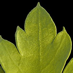 Parslay  Flat leaf parsley (also known as Italian parsley). Field-of-View: 5100x4000 micron : plant, herb, botanical garden, wuerzburg, Parslay, Petroselinum crispum, var. neapolitanum