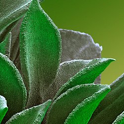 Parslay (Petroselinum crispum var. neapolitanum)  Curly leafs. Field-of-View: 3181x2272 micron : plant, herb, botanical garden, wuerzburg, Parslay, Petroselinum crispum