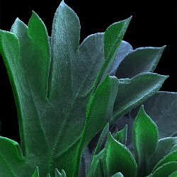 Parslay (Petroselinum crispum var. neapolitanum)  Curly leafs. Field-of-View: 4545x6362 micron : plant, herb, botanical garden, wuerzburg, Parslay, Petroselinum crispum