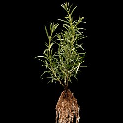 Rosemary (Rosmarinus officinalis)  Field-of-View: 240x360 millimeter : plant, herb, botanical garden, wuerzburg, Rosemary, Rosmarinus officinalis