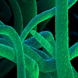 Rosemary (Rosmarinus officinalis)  Trichomes on leaf. Field-of-View: 38x53 micron : plant, herb, botanical garden, wuerzburg, Rosemary, Rosmarinus officinalis