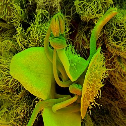 Rosemary Flower  Flower, showing developing stamens. Field-of-View: 2010x2820 micron : plant, herb, botanical garden, wuerzburg, Rosemary, Rosmarinus officinalis