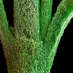 Rosemary (Rosmarinus officinalis)  Stem. Field-of-View: 2206x3089 micron : plant, herb, botanical garden, wuerzburg, Rosemary, Rosmarinus officinalis