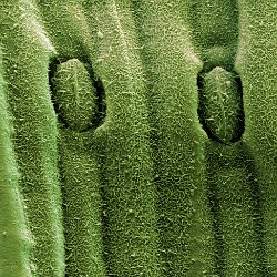 Chive  Stomata. Field-of-View: 72x69 micron : plant, herb, botanical garden, wuerzburg, chive