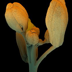 Black Mustard, flower  Young flower buds. Field-of-View: 3080x2200 micron : plant, herb, botanical garden, wuerzburg, black mustard, buds, brassica nigra