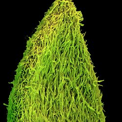 Wormwood (absinthe)  Leaf, showing surface hairs. Field-of-View: 1780x2492 micron : plant, herb, botanical garden, wuerzburg, Wormwood, absinthe