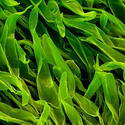 Wormwood (absinthe)  Underside of leaf. Field-of-View: 223x312 micron : plant, herb, botanical garden, wuerzburg, Wormwood, absinthe