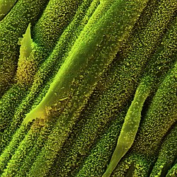 Lemon gras (Cymbogon citratus)  wax cristals on leaf. Field-of-View: 71x100 micron : plant, herb, botanical garden, wuerzburg, Lemon gras, Cymbogon citratus