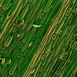 Lemon gras (Cymbogon citratus)  Leaf. Field-of-View: 398x285 micron : plant, herb, botanical garden, wuerzburg, Lemon gras, Cymbogon citratus