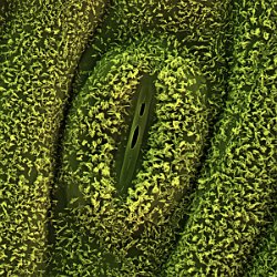 Lemon gras (Cymbogon citratus)  Stomata. Field-of-View: 36x36 micron : plant, herb, botanical garden, wuerzburg, Lemon gras, Cymbogon citratus