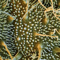 Lemon Balm  Trichomes on leaf. Field-of-View: 282x282 micron : plant, herb, botanical garden, wuerzburg, lemon balm, melissa officinalis