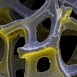 Foamed Nickel metal  Foamed Nickel metal resulting in a bigger surface area by lower overall weight used for new technologies. Field-of-View: 501x702 micron : nickel, foam, metal, new technology