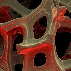 Foamed Nickel metal  Foamed Nickel metal resulting in a bigger surface area by lower overall weight used for new technologies. Field-of-View: 501x702 micron : nickel, foam, metal, new technology