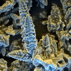 Copper Oxide Cristals  Field-of-View: 64x90 micron : copper, oxide, cristals