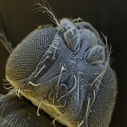 Drosophila melanogaster  Common fruit fly Field-of-View: 1503x2104 micron : drosophila, melanogaster, fruit fly, fly