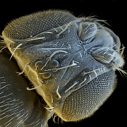 Drosophila melanogaster  Common fruit fly Field-of-View: 1503x2104 micron : drosophila, melanogaster, fruit fly, fly