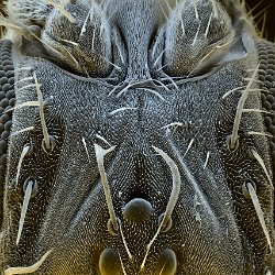 Drosophila melanogaster  Common fruit fly Field-of-View: 751x1052 micron : drosophila, melanogaster, fruit fly, fly